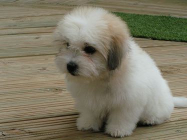 Accueillir Un Chiot Coton De Tulear Accueillir Un Chiot Coton De Tulear