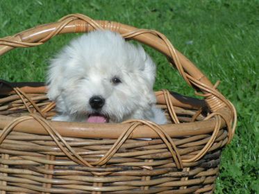 Accueillir Un Chiot Coton De Tulear Accueillir Un Chiot Coton De Tulear