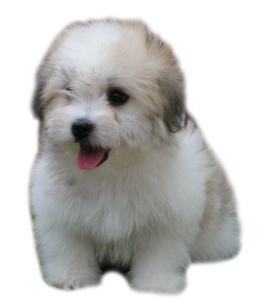 Accueillir Un Chiot Coton De Tulear Accueillir Un Chiot Coton De Tulear